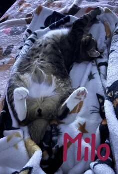 Domestic Short Hair Cats Available for Adoption in Ruskin, Florida - Milo "Nickel" | PetCurious