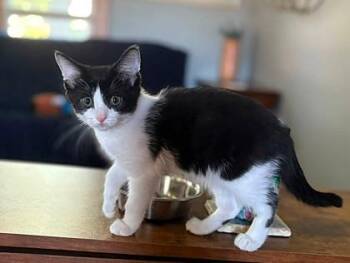 Freedom -  Domestic Short Hair Cat for Adoption in Kansas City, Missouri - Freedom | PetCurious