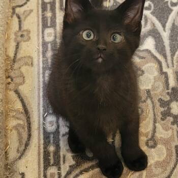 Jelly Roll -  Domestic Short Hair Cat for Adoption in Wyandotte, Michigan - Jelly Roll | PetCurious