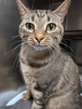 Rescue Domestic Short Hair Cats for Adoption in Herndon, Virginia - Chicquitin | PetCurious