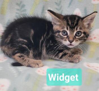 Widget -  Domestic Short Hair Cat for Adoption in Richmond, Indiana - Widget | PetCurious