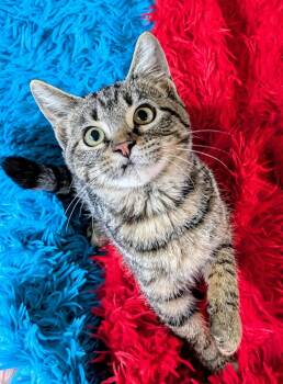Lego -  Domestic Short Hair Cat for Adoption in Jacksonville, Texas - Lego | PetCurious