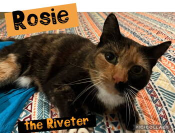 Rescue Calico and Domestic Short Hair Cats for Adoption in Pensacola, Florida - Rosie The Riveter | PetCurious
