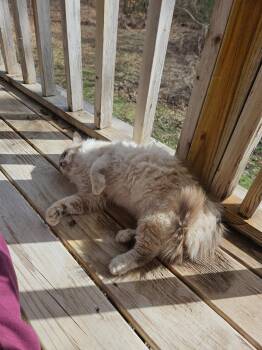 Caspian -  Ragdoll Cat for Adoption in Porum, Oklahoma - Caspian | PetCurious