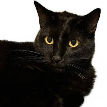 Domestic Short Hair Cats Available for Adoption in Springfield, Illinois - Kenyon | PetCurious
