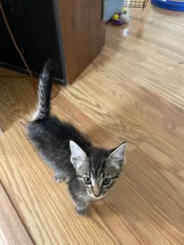 Yoda -  Domestic Short Hair Cat for Adoption in Greenwood, Indiana - Yoda | PetCurious