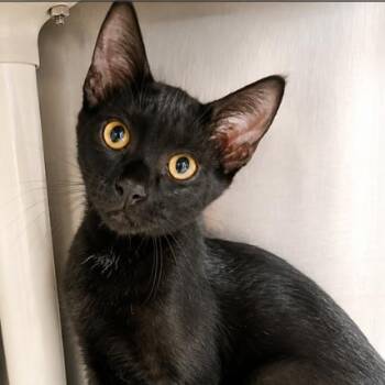Sir purr -  Domestic Short Hair Cat for Adoption in Concord, North Carolina - Sir Purr | PetCurious