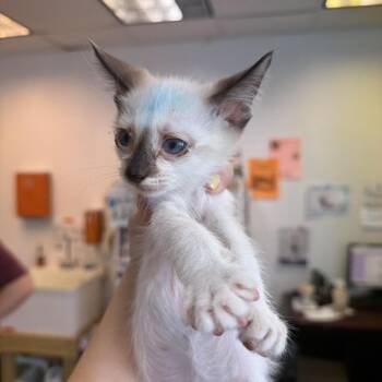 Peace Lily 30 -  Siamese Cat for Adoption in Austin, Texas - Peace Lily 30 | PetCurious