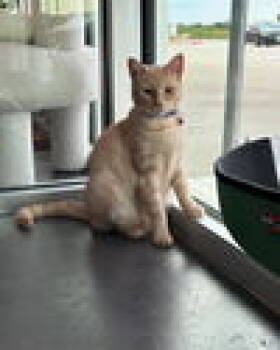 Selissa OR13191-T -  Domestic Short Hair and American Shorthair Cat for Adoption in Missouri City, Texas - Selissa OR13191-T | PetCurious