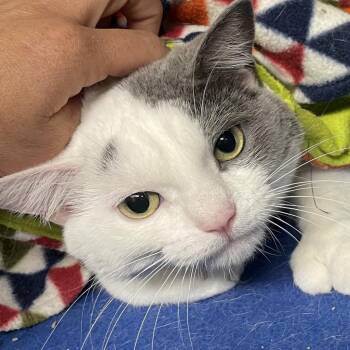 Caleena (Kitty Bear) -  Domestic Short Hair Cat for Adoption in Rochester, Minnesota - Caleena (Kitty Bear) | PetCurious