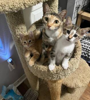 Change -  Domestic Short Hair Cat Available for Adoption in Alafaya, Florida - Change | PetCurious