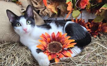 Rescue Domestic Short Hair Cats for Adoption in Ocean Springs, Mississippi - Deveraux | PetCurious