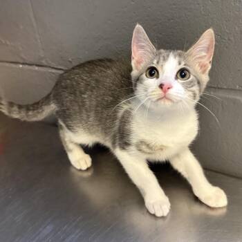 Rose -  Domestic Short Hair Cat for Adoption in Tuscaloosa, Alabama - Rose | PetCurious