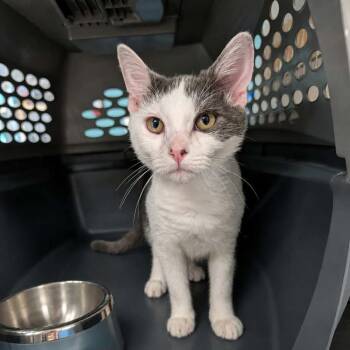 The Madborn -  Domestic Short Hair Cat for Adoption in Fredericksburg, Virginia - The Madborn | PetCurious