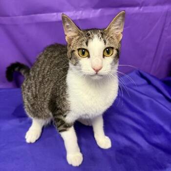 Prettiness -  Domestic Short Hair Cat for Adoption in North Myrtle Beach, South Carolina - Prettiness | PetCurious