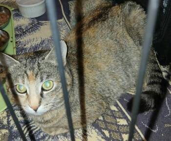 Domestic Short Hair Cats Available for Adoption in Chicago, Illinois - Anastasia(Anna) | PetCurious
