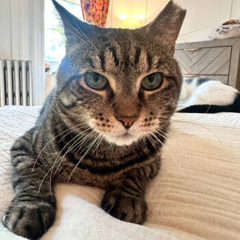 Rescue Domestic Short Hair Cats for Adoption - Playdoh | PetCurious