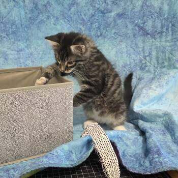 Domestic Medium Hair Cats Available for Adoption in Santa Rosa, California - Crackle | PetCurious