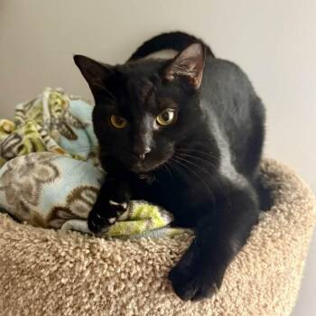 Domestic Short Hair Cats Available for Adoption in Cuyahoga Falls, Ohio - Gumdrop | PetCurious