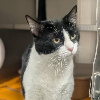 Whiskey -  Domestic Short Hair Cat for Adoption in Prairie Du Chien, Wisconsin - Whiskey | PetCurious