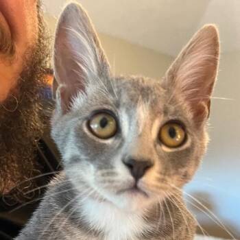 Jamie Outlander -  Tabby and Domestic Short Hair Cat for Adoption in Friendswood, Texas - Jamie Outlander | PetCurious