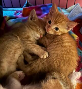 Fever -  Domestic Short Hair Cat for Adoption in Urbandale, Iowa - Fever | PetCurious