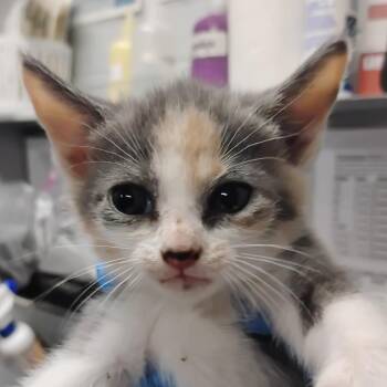 Domestic Short Hair Cats Available for Adoption in Summerville, South Carolina - Lay | PetCurious