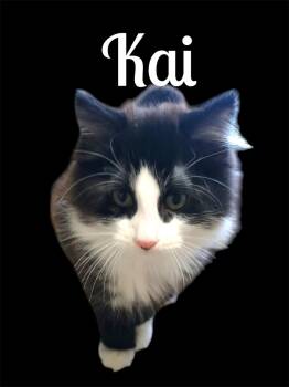 Kai -  Domestic Long Hair Cat Available for Adoption in Auburn, California - Kai | PetCurious