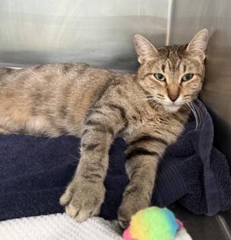 Stanley -  Domestic Short Hair Cat for Adoption in Austin, Texas - Stanley | PetCurious