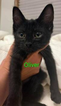 Oliver -  Domestic Short Hair Cat for Adoption in Shawnee, Kansas - Oliver | PetCurious