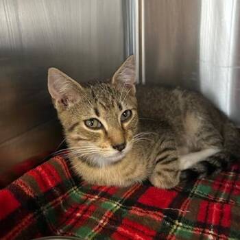 Franky -  Domestic Short Hair Cat for Adoption in Knoxville, Tennessee - Franky | PetCurious