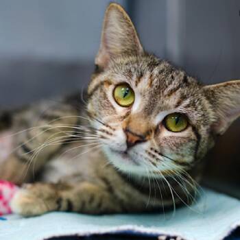 Lake Merrit -  Domestic Short Hair Cat for Adoption in New York, New York - Lake Merrit | PetCurious