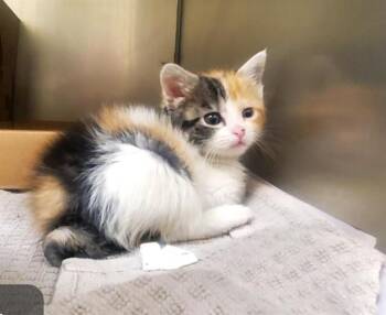 SWEET POTATO -  Domestic Short Hair Cat Available for Adoption in St. Louis, Missouri - SWEET POTATO | PetCurious