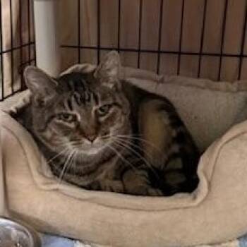 Rescue Domestic Short Hair Cats for Adoption in Honesdale, Pennsylvania - Mortadella *Barn Placement Only* | PetCurious