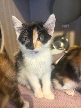 Sunset -  Domestic Short Hair Cat for Adoption - Sunset | PetCurious