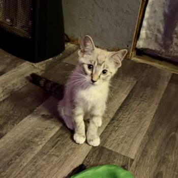 Paisley -  Domestic Short Hair Cat for Adoption in Greenfield, Indiana - Paisley | PetCurious