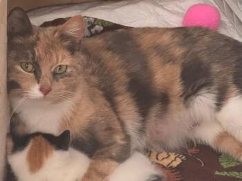 Calico Cats Available for Adoption in Hagaman, New York - Fiona Apple | PetCurious