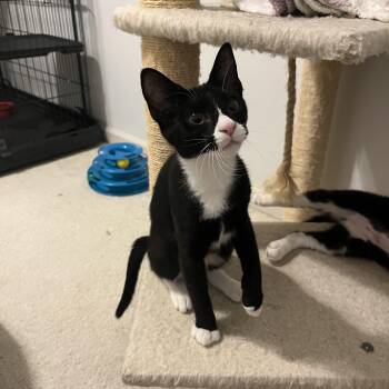 Domestic Short Hair and Tuxedo Cats Available for Adoption - Emily | PetCurious