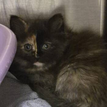 Domestic Long Hair Cats Available for Adoption in Ardmore, Oklahoma - All Spice | PetCurious