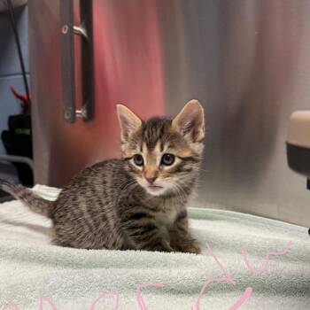 Mulan -  Domestic Short Hair Cat for Adoption in Providence, Rhode Island - Mulan | PetCurious