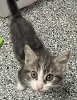 Storm -  Domestic Medium Hair Cat for Adoption in Bryan, Ohio - Storm | PetCurious