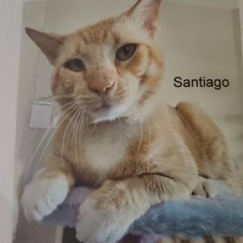 Rescue Tabby Cats for Adoption - Santiago | PetCurious