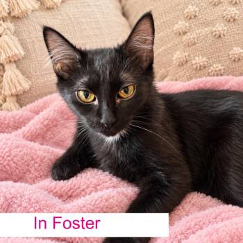 Wednesday -  Domestic Medium Hair Cat for Adoption in Chapel Hill, North Carolina - Wednesday | PetCurious