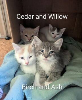 Cedar -  Domestic Short Hair Cat for Adoption in Vancouver, Washington - Cedar | PetCurious