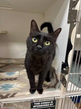 Luci (Forest) -  Domestic Short Hair Cat for Adoption in Johnson City, Tennessee - Luci (Forest) | PetCurious