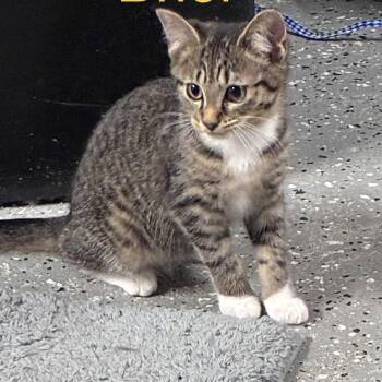 HENRI -  Domestic Short Hair Cat for Adoption in Ben Avon, Pennsylvania - HENRI | PetCurious