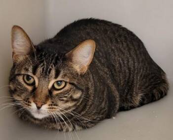 Bowie -  Domestic Short Hair Cat for Adoption in Kalispell, Montana - Bowie | PetCurious