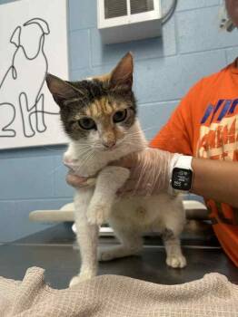 Lenora -  Domestic Short Hair Cat for Adoption in Evansville, Indiana - Lenora | PetCurious
