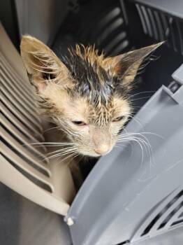 Sf- 2 -  Domestic Short Hair Cat for Adoption in Lawrenceville, Georgia - Sf- 2 | PetCurious