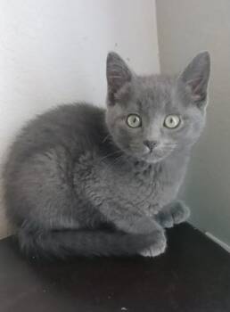 Domestic Short Hair Cats Available for Adoption in Pasco, Washington - Chickpea | PetCurious